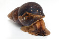 Achatina schweinfurthi simulans Congo adult